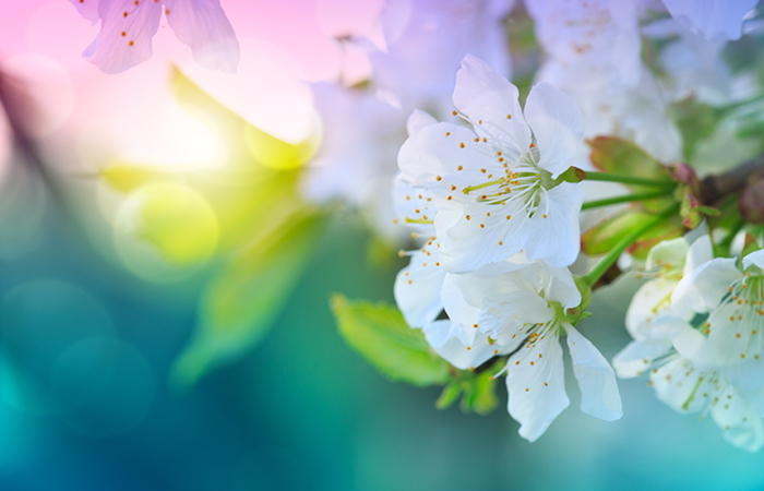 Cherry blossoms