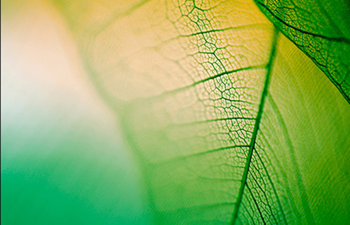 Green leaves in sunlight