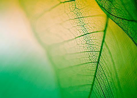 leaf