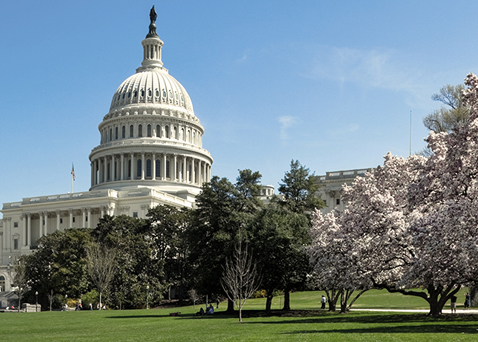 US Capitol with cherry blossoms